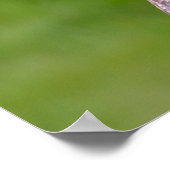 Portrait aus grauem Eule, Postkartenaufkleber Poster (Ecke)