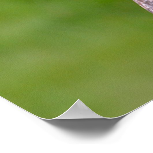 Portrait aus grauem Eule, Postkartenaufkleber Poster (Ecke)