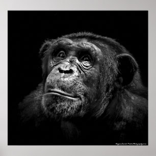 Portrait "Captive Exposure" Wildlife Chimp Artwork Poster
