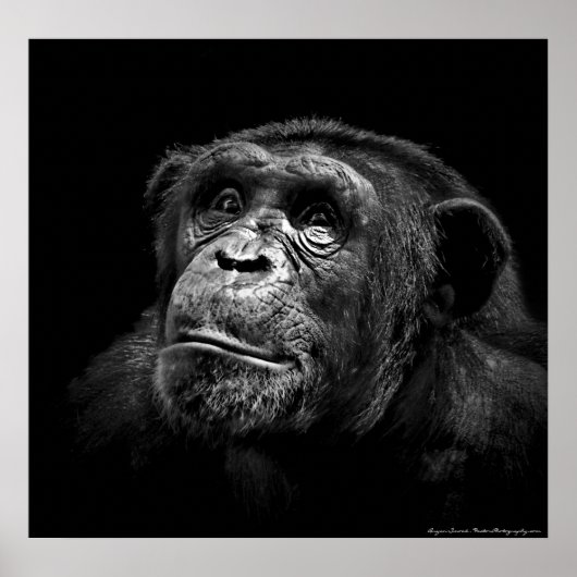 Portrait "Captive Exposure" Wildlife Chimp Artwork Poster (Vorne)