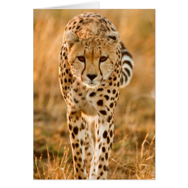 Portrait Cheetah (Acinonyx Jubatus), Massai (Vorne)