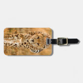 Portrait Cheetah (Acinonyx Jubatus), Massai Gepäckanhänger (Vorderseite horizontal)