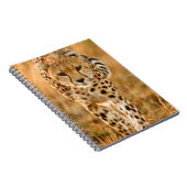 Portrait Cheetah (Acinonyx Jubatus), Massai Notizblock (Rechte Seite)