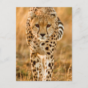 Portrait Cheetah (Acinonyx Jubatus), Massai Postkarte