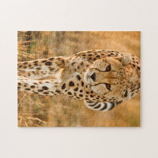 Portrait Cheetah (Acinonyx Jubatus), Massai Puzzle (Horizontal)
