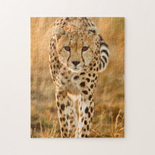 Portrait Cheetah (Acinonyx Jubatus), Massai Puzzle