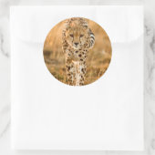 Portrait Cheetah (Acinonyx Jubatus), Massai Runder Aufkleber (Tasche)