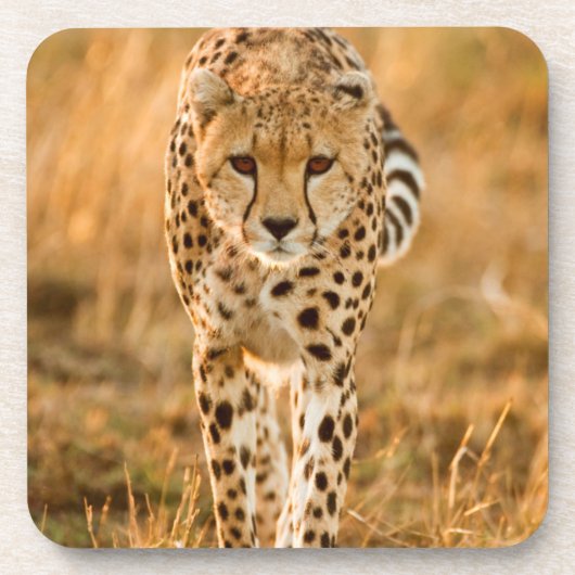 Portrait Cheetah (Acinonyx Jubatus), Massai Untersetzer (Vorderseite)