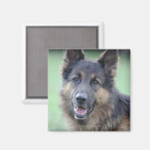 Portrait der deutschen Sheppard Magnet (Vorderseite/Rückseite)