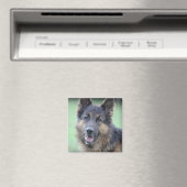 Portrait der deutschen Sheppard Magnet (In Situ (Geschirrspüler))