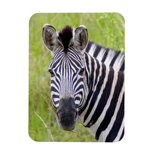 Portrait der Ebenen Zebra, Hluhluwe-Umfolozi-Spiel Magnet (Vertikal)