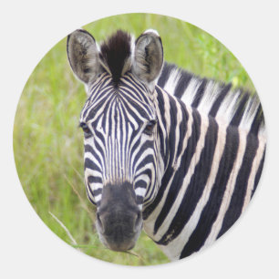 Portrait der Ebenen Zebra, Hluhluwe-Umfolozi-Spiel Runder Aufkleber