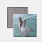 Portrait der Gemeinen Bottlenose-Dolphin, Karibik Magnet (Vorderseite/Rückseite)