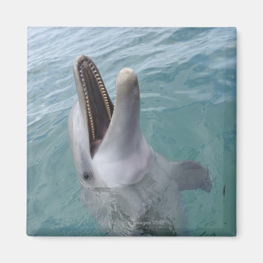 Portrait der Gemeinen Bottlenose-Dolphin, Karibik Magnet (Vorne)