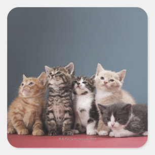 Portrait der Gruppe von Kätzchen Quadratischer Aufkleber