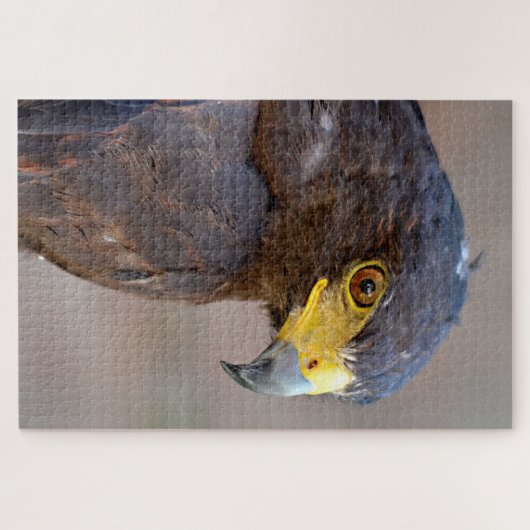 Portrait der Harris Hawk Postkarte Puzzle (Horizontal)