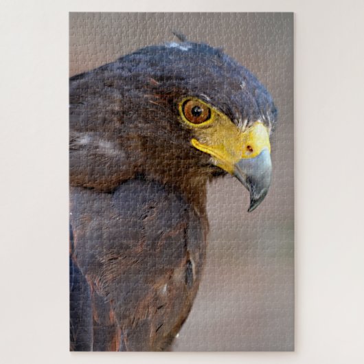 Portrait der Harris Hawk Postkarte Puzzle (Vertikal)