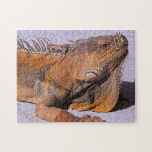 Portrait der Iguana Puzzle