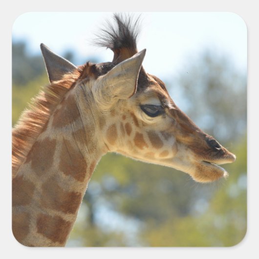 Portrait der jungen Giraffe Quadratischer Aufkleber (Vorderseite)