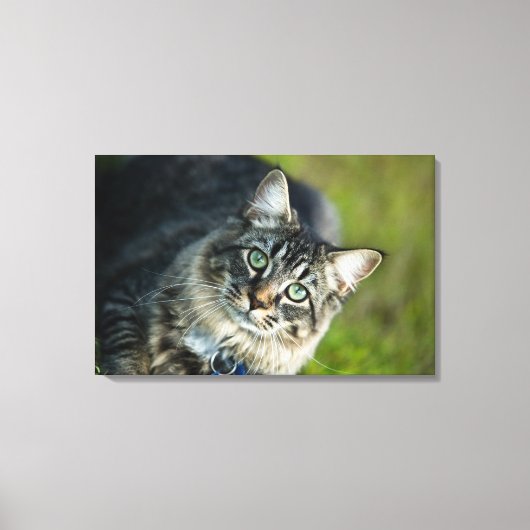 Portrait der Katze im Freien Leinwanddruck (Vorderseite)