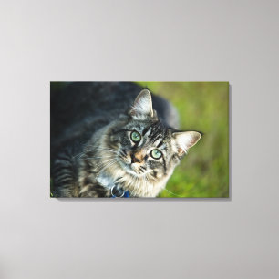 Portrait der Katze im Freien Leinwanddruck