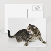 Portrait der Katzenjauchung Postkarte (Vorne/Hinten)