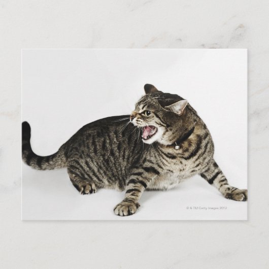 Portrait der Katzenjauchung Postkarte (Vorderseite)