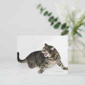 Portrait der Katzenjauchung Postkarte (Stehend Vorderseite)