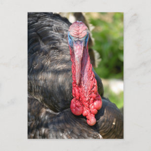 Portrait der männlichen Truthühner Postkarte