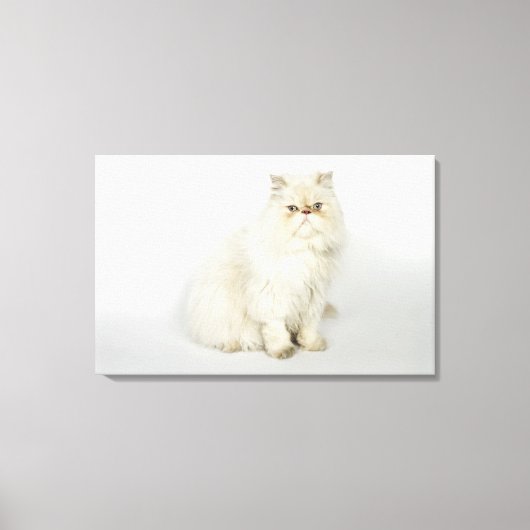 Portrait der persischen Katze Leinwanddruck (Vorderseite)