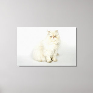 Portrait der persischen Katze Leinwanddruck