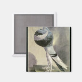 Portrait der Pouter-Taube Magnet (Vorderseite/Rückseite)