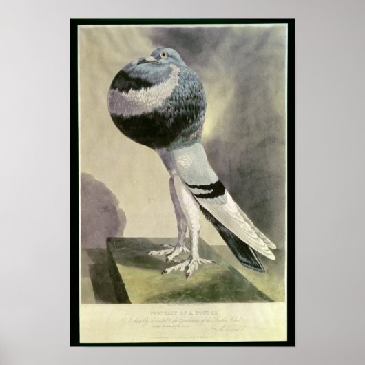 Portrait der Pouter-Taube Poster (Vorne)