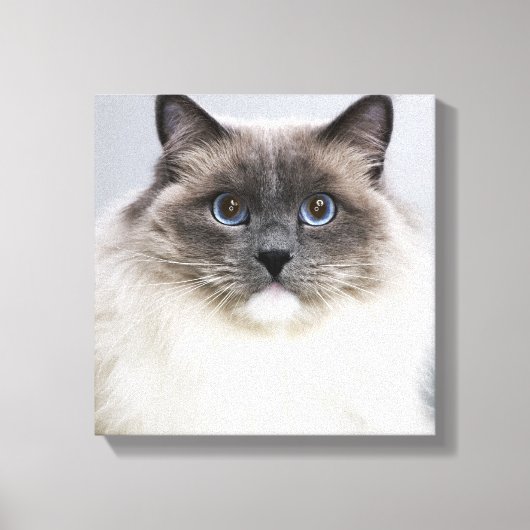 Portrait der Ragdoll-Katze Leinwanddruck (Vorderseite)