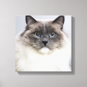 Portrait der Ragdoll-Katze Leinwanddruck