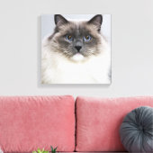 Portrait der Ragdoll-Katze Leinwanddruck (Insitu (Wohnzimmer))