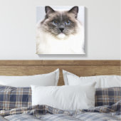 Portrait der Ragdoll-Katze Leinwanddruck (Insitu (Schlafzimmer))