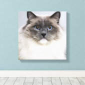 Portrait der Ragdoll-Katze Leinwanddruck (Insitu (Holzboden))