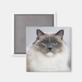 Portrait der Ragdoll-Katze Magnet (Vorderseite/Rückseite)