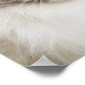 Portrait der Ragdoll Katze Poster (Ecke)