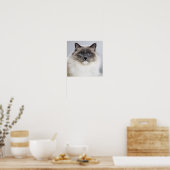 Portrait der Ragdoll Katze Poster (Küche)