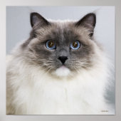Portrait der Ragdoll Katze Poster (Vorne)