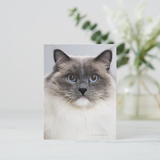 Portrait der Ragdoll-Katze Postkarte (Stehend Vorderseite)
