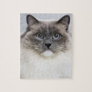 Portrait der Ragdoll-Katze Puzzle