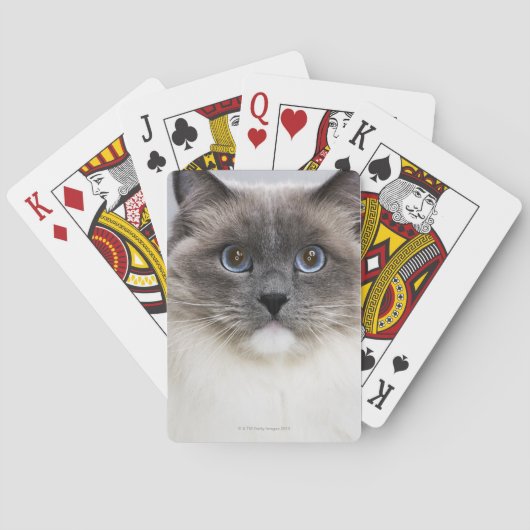 Portrait der Ragdoll-Katze Spielkarten (Rückseite)