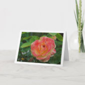 Portrait der Rose Rosa und Gelb Karte (Vorderseite)