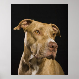 Portrait der roten Nasenrutsche mit schwarz Poster