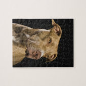 Portrait der roten Nasenrutsche mit schwarz Puzzle (Horizontal)