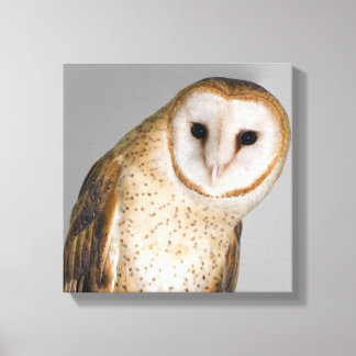 Portrait der Scheuneneule (Tyto alba). Leinwanddruck