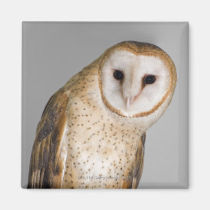 Portrait der Scheuneneule (Tyto alba). Magnet